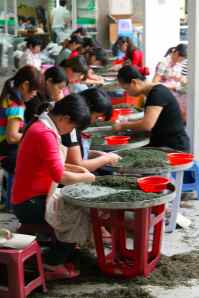 Ladies refining tieguanyin oolong tea in Anxi