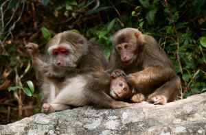 Tongmu Monkeys